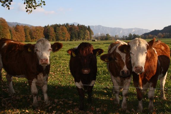 Herbstbauernhof